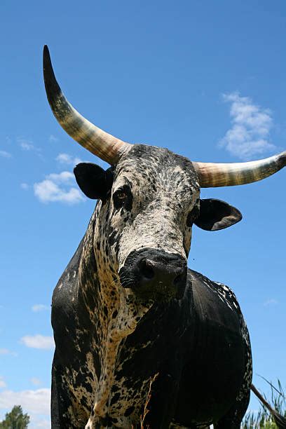 Nguni Bull Stock Photos Pictures And Royalty Free Images Istock