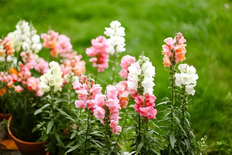 Snapdragons In Pots Tips For How To Plant Grow And Care — Sunday