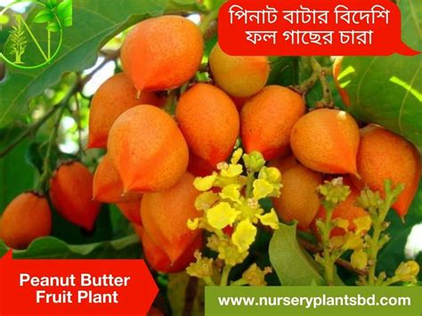 Full Peanut Butter Fruit Tree Plants - 2026 Guide