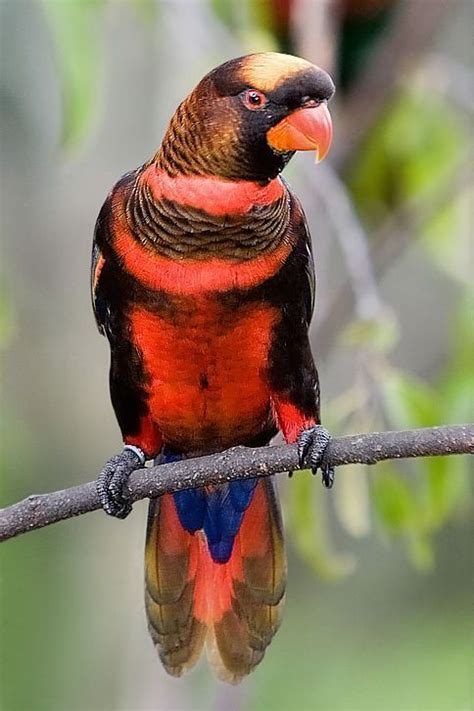 Parrot Encyclopedia Dusky Lory World Parrot Trust Artofit