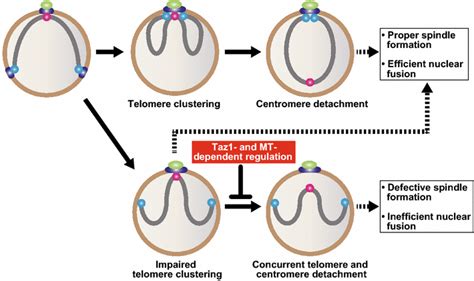 The Role Of Telomere Clustering Linked Centromere Detachment In Spindle