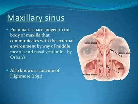 Maxillary Sinusitis Antibiotics