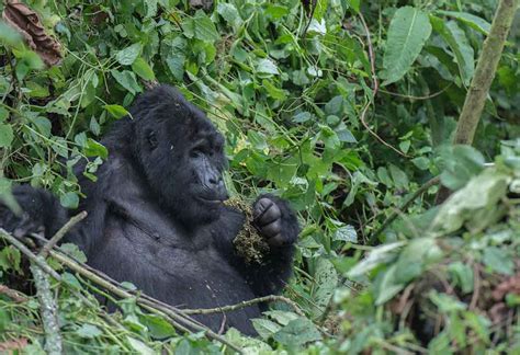 How Is Gorilla Trekking In Rushaga Sector