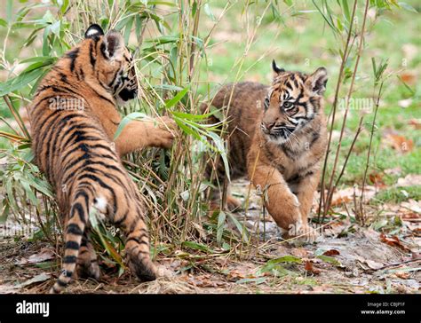 Sumatran Tiger With Cubs Hi Res Stock Photography And Images Alamy