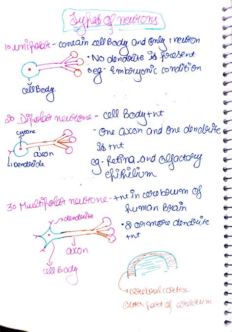 SOLUTION Neural Control And Coordination Handwritten Notes With