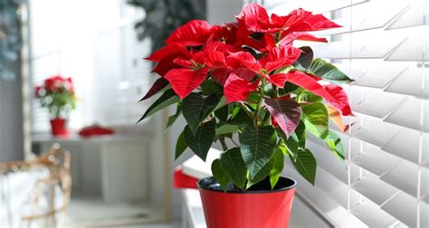 Taking Care of a Potted Poinsettia Indoors