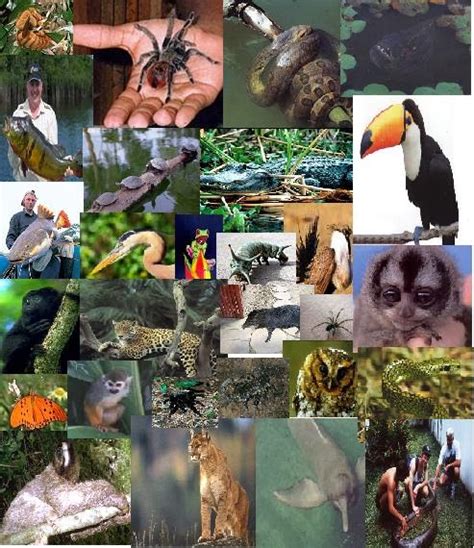 FLORA Y FAUNA DEL AMAZONAS