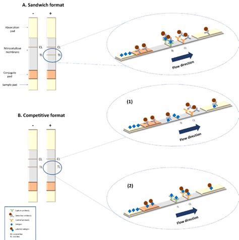 Summary Of The Basic Formats Of Lateral Flow Assays A Scheme Of A