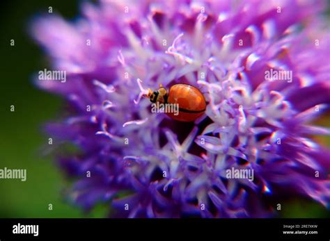 Orange Colored Lady Bird On A Violet Colored Flower Close Up