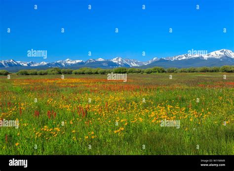 Jackson Hole Wildflowers Hi Res Stock Photography And Images Alamy