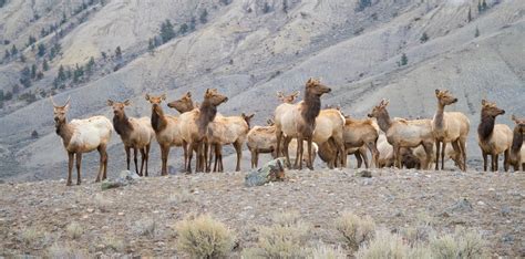 Secrets for finding Yellowstone wildlife - A Yellowstone Life