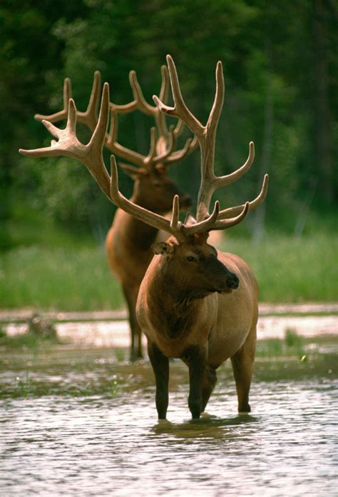 Morning Wildlife Search | Tourism Jasper