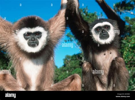 White Handed Gibbon Hylobates Lar Vulnerable Species Thailand Malay