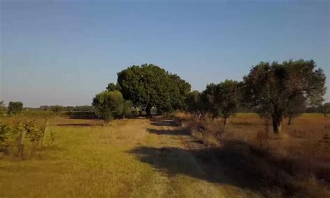 A Bari Levento Il Fascino Della Botanica Al Centro Gli Alberi