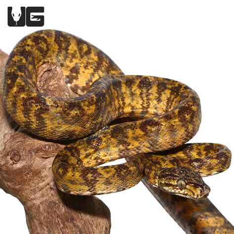 Emerald Tree Boas For Sale Underground Reptiles