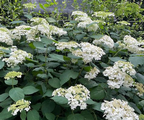 Winter Hardy Hydrangeas Fine Gardening