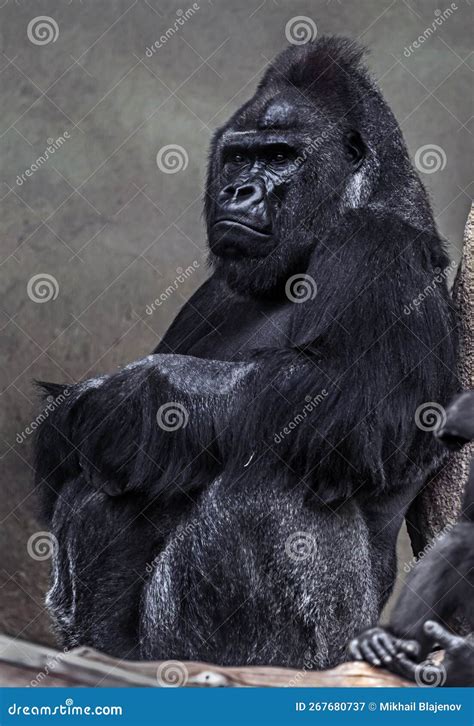 gorilla male   stone  stock image image  thoughtful menaced