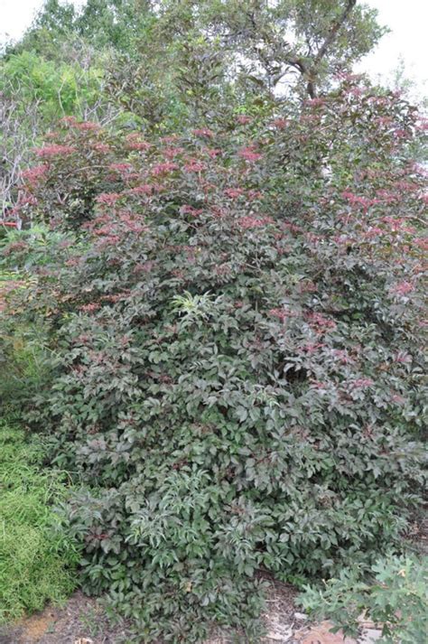 Sambucus Nigra Thundercloud