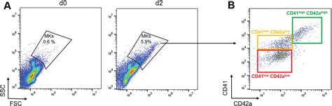 Isolation In Vitro Differentiation And Culture Of Murine Megakaryocytes From Fetal Liver And