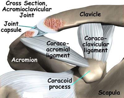 Acromioclavicular joint - Definition, Location, Function and Pictures ...