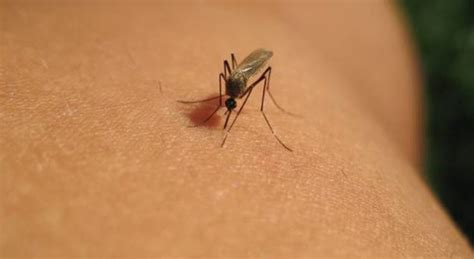 West Nile Ancora Un Contagio Enne Ricoverato A Lucca Con La