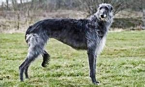 Deerhound O Levriero Scozzese Il Signore Della Razza Canina