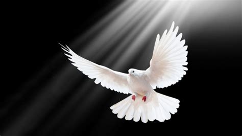 Holy Spirit Dove - 1920x1080 - Download HD Wallpaper - WallpaperTip