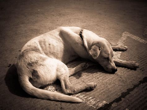 Como Fazer O Meu Cachorro Engordar