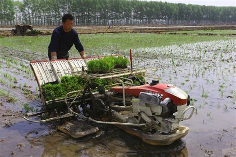 你真的知道水稻是怎麼種的嗎？ 每日頭條