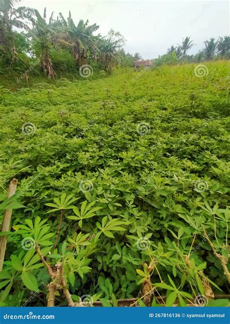 Peanut Plantation in Remote Village Stock Photo - Image of peanut ...