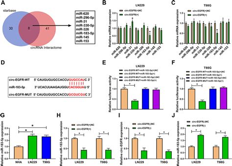 The Sponge Effect Of Circ Egfr On Mir P Was Identified In Glioma