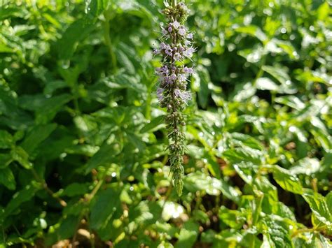 ment hijau foto gratis  pixabay pixabay