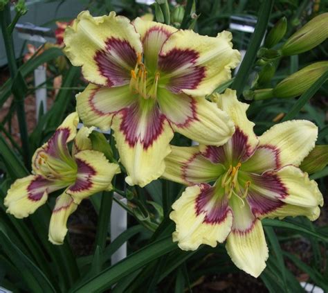 Daylily Hemerocallis Wild Dreams In The Daylilies Database