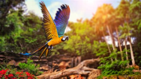 Download Wallpaper 3840x2160 Parrot flying in forest UHD 4K Background