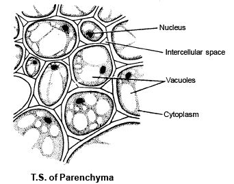 Diagram Of Parenchyma Tissue