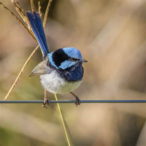 Splendid Fairy Wren: A Jewel of the Australian Avian Realm | WorldWeet