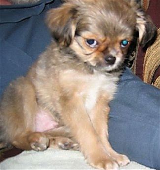 Shih Tzu Chihuahua Mix (A.K.A. Shichi) Breed Info & 21 Pictures - Animalso