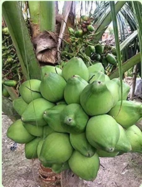 Malaysian Green Coconut Plants Weight 2 Kg At Best Price INR 150INR