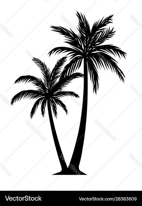 Palm tree silhouette detail black and white Vector Image