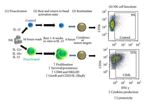 Overview Of Human Cytokine Induced Memory Like Nk Cells Human Nk Cells