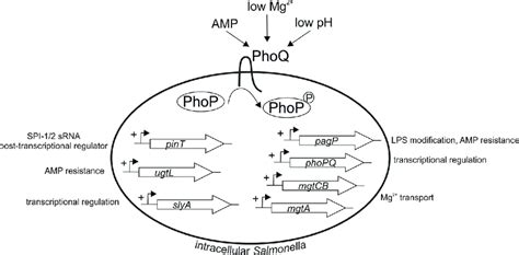 2 Summary Of Phop Activated Genes Compiled From Choi And Groisman