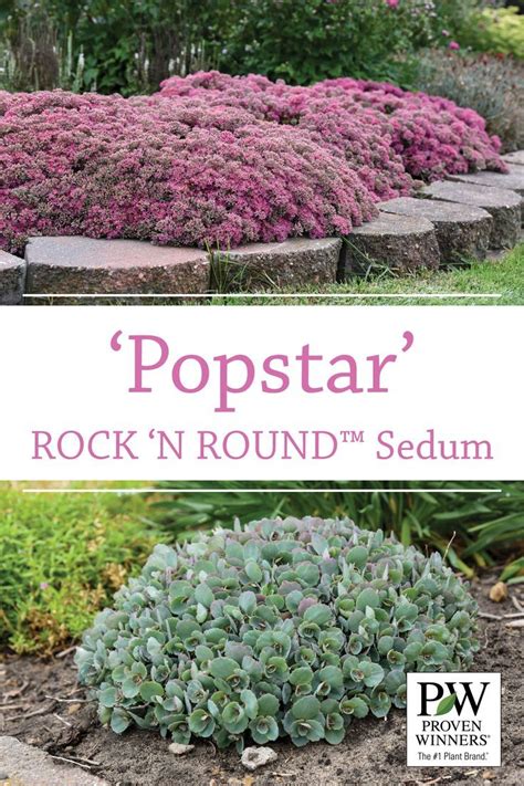 Sedum Rock N Round Popstar Sedum Proven Winners Perennials Types