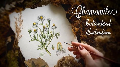 How To Draw A Chamomile Part 1 Botanical Illustration Easy Drawing