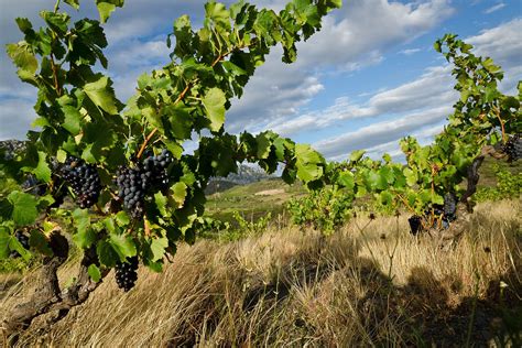 Border Grape: How Grenache Links Catalonia and Roussillon | Wine Enthusiast