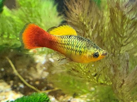 Variatus Platy Xiphophorus Variatus