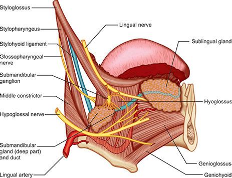 Styloglossus Muscle