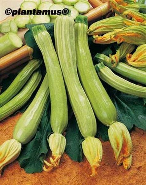 Tipos De Abobrinhas Verde - Sementes de abobrinha verde genovesa orgânica — Plantamus Nursery online