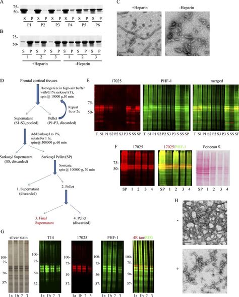 Preparation Of Different Variants Of Tau Fibrils A Sedimentation