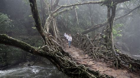 Tree Bridge India