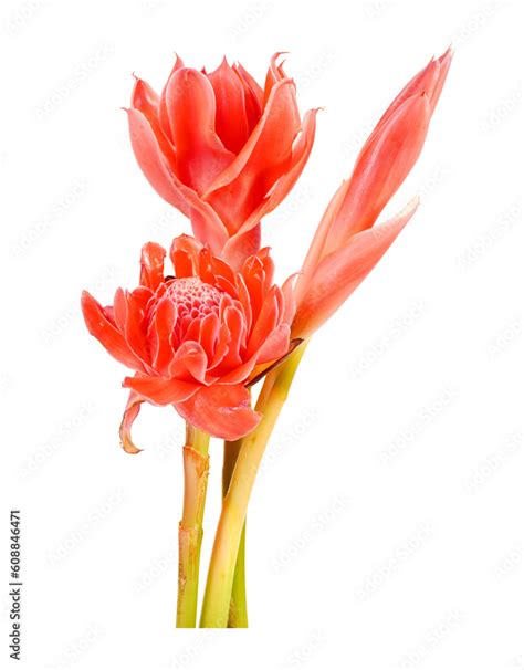 Torch Ginger Isolated On White Background Ginger Flower Red Ginger